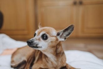 Πώς θα καταλάβετε ότι ο σκύλος σας χάνει την όρασή του- Τα 5 σημάδια που πρέπει να προσέξετε
