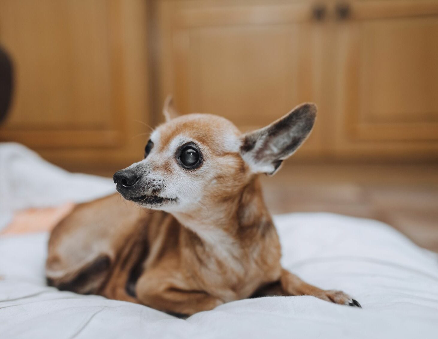 Πώς θα καταλάβετε ότι ο σκύλος σας χάνει την όρασή του- Τα 5 σημάδια που πρέπει να προσέξετε