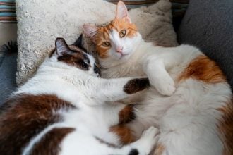 Οι συγκινητικοί λόγοι που δύο γάτες κοιμούνται μαζί