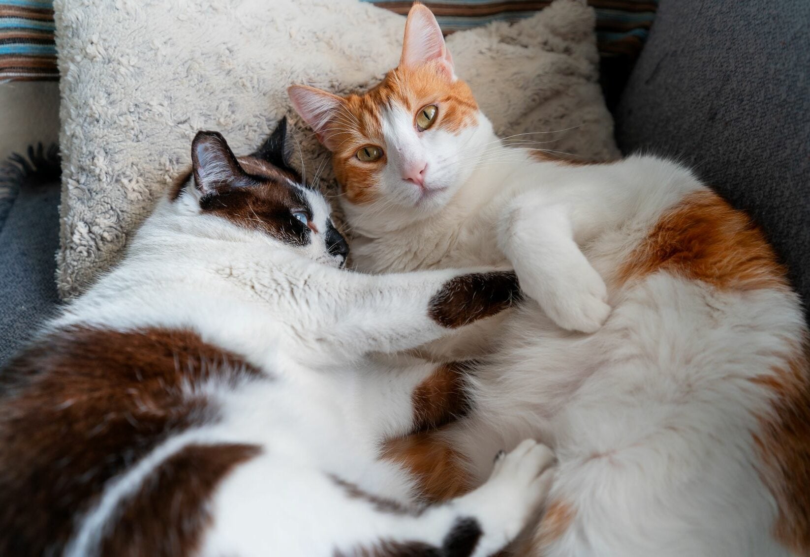 Οι συγκινητικοί λόγοι που δύο γάτες κοιμούνται μαζί