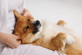 Πώς να κάνετε θεραπευτικό μασάζ στον σκύλο σας – Συμβουλές για να χαλαρώσει και να το απολαύσει ΒΙΝΤΕΟ