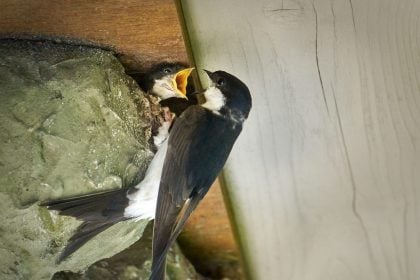 Σπιτοχελίδονα: Πώς να φτιάξουμε μόνοι μας φωλιές για τα χελιδόνια που κυκλοφορούν στις πόλεις