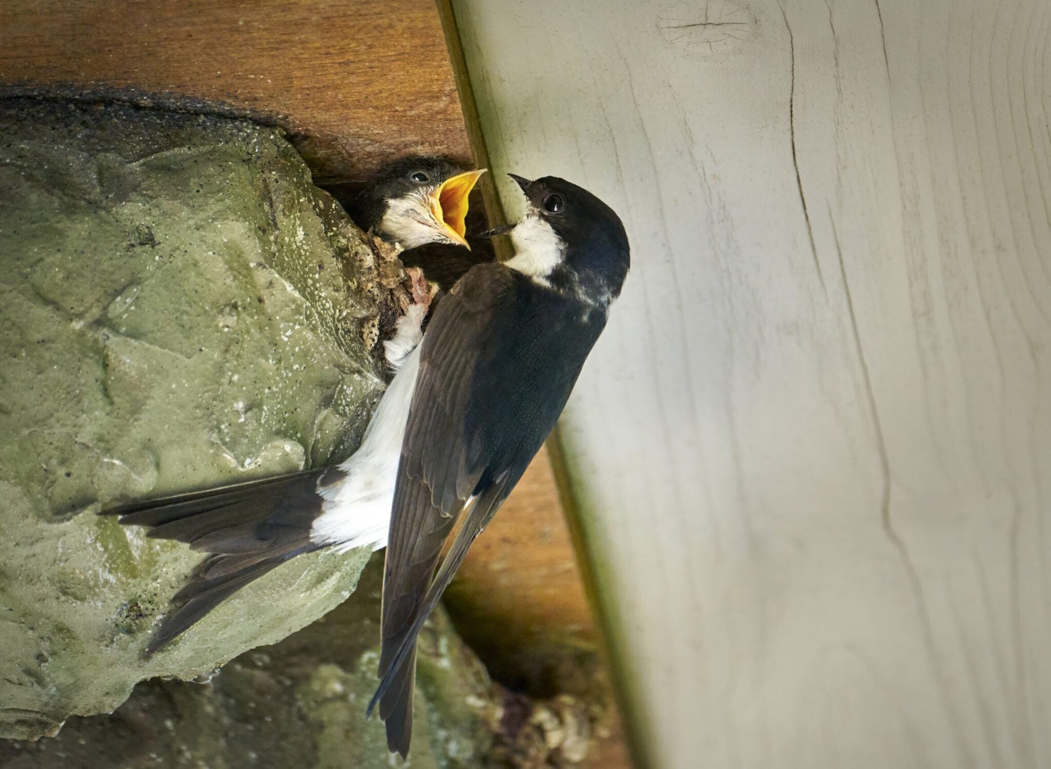 Σπιτοχελίδονα: Πώς να φτιάξουμε μόνοι μας φωλιές για τα χελιδόνια που κυκλοφορούν στις πόλεις