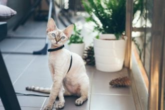 Κάνοντας ένα μόνο πράγμα καταστρέφεται η σχέση με τη γάτα σας