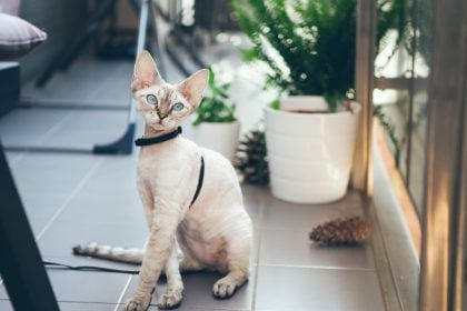 Κάνοντας ένα μόνο πράγμα καταστρέφεται η σχέση με τη γάτα σας