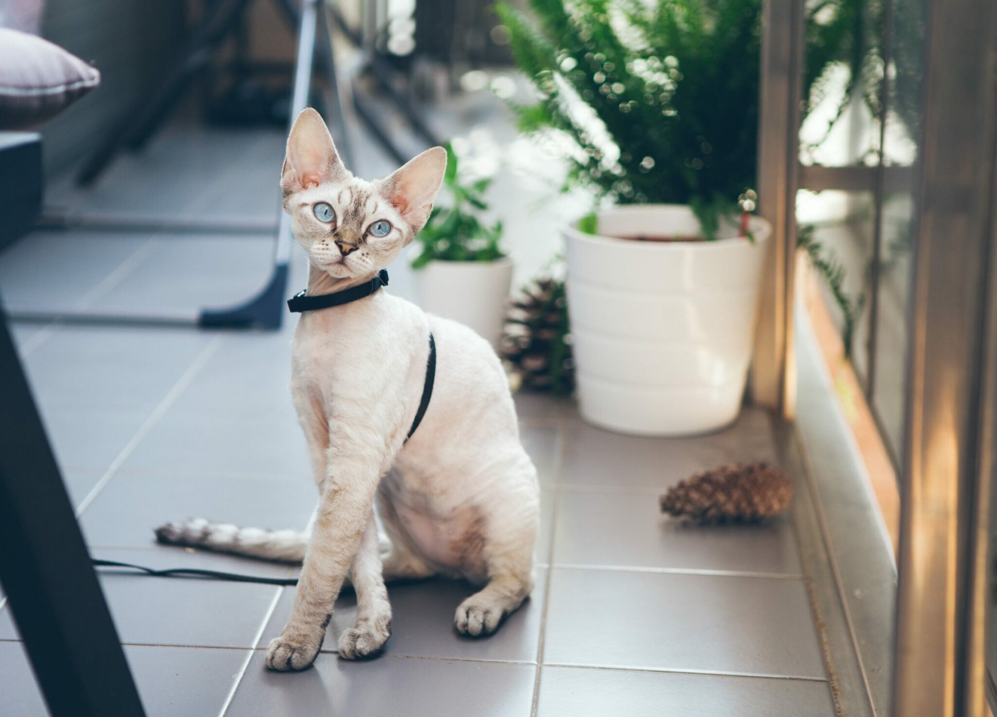 Κάνοντας ένα μόνο πράγμα καταστρέφεται η σχέση με τη γάτα σας