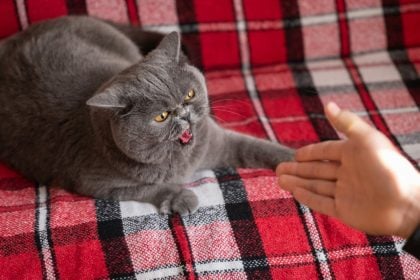 Τι να κάνετε αν η γάτα σας είναι επιθετική και δεν θέλει επισκέπτες στο σπίτι