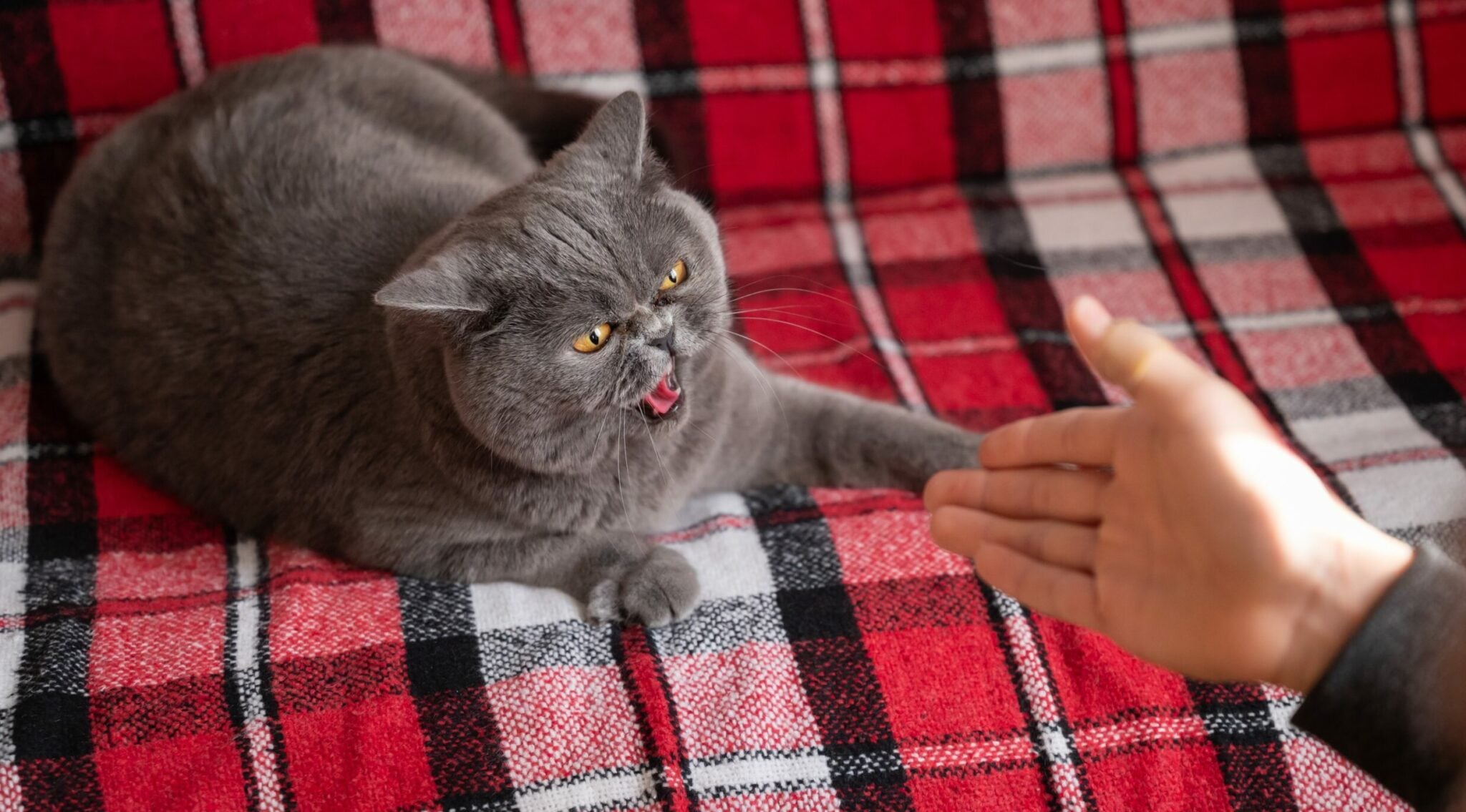 Τι να κάνετε αν η γάτα σας είναι επιθετική και δεν θέλει επισκέπτες στο σπίτι