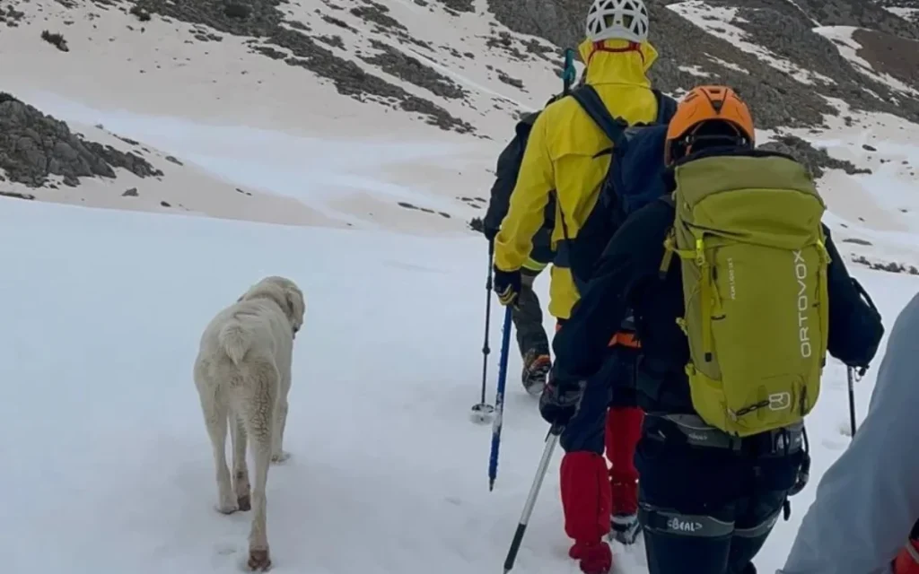 Σκύλος εγκλωβισμένος σε υψόμετρο 1.900 μέτρων σώθηκε από Έλληνες ορειβάτες