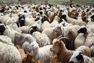 Πρέβεζα: Σε καραντίνα κτηνοτροφική μονάδα μετά από ύποπτο κρούσμα ευλογιάς